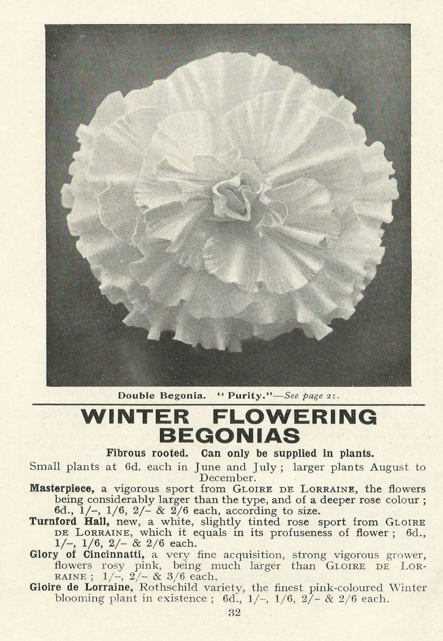 B. ‘Purity’